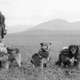 Image for article titled These Dogs are Honorary Geologists for Their Early Exploration of Alaska